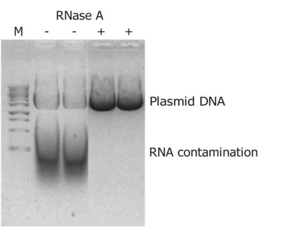 PureRec RNase A (Recombinant)